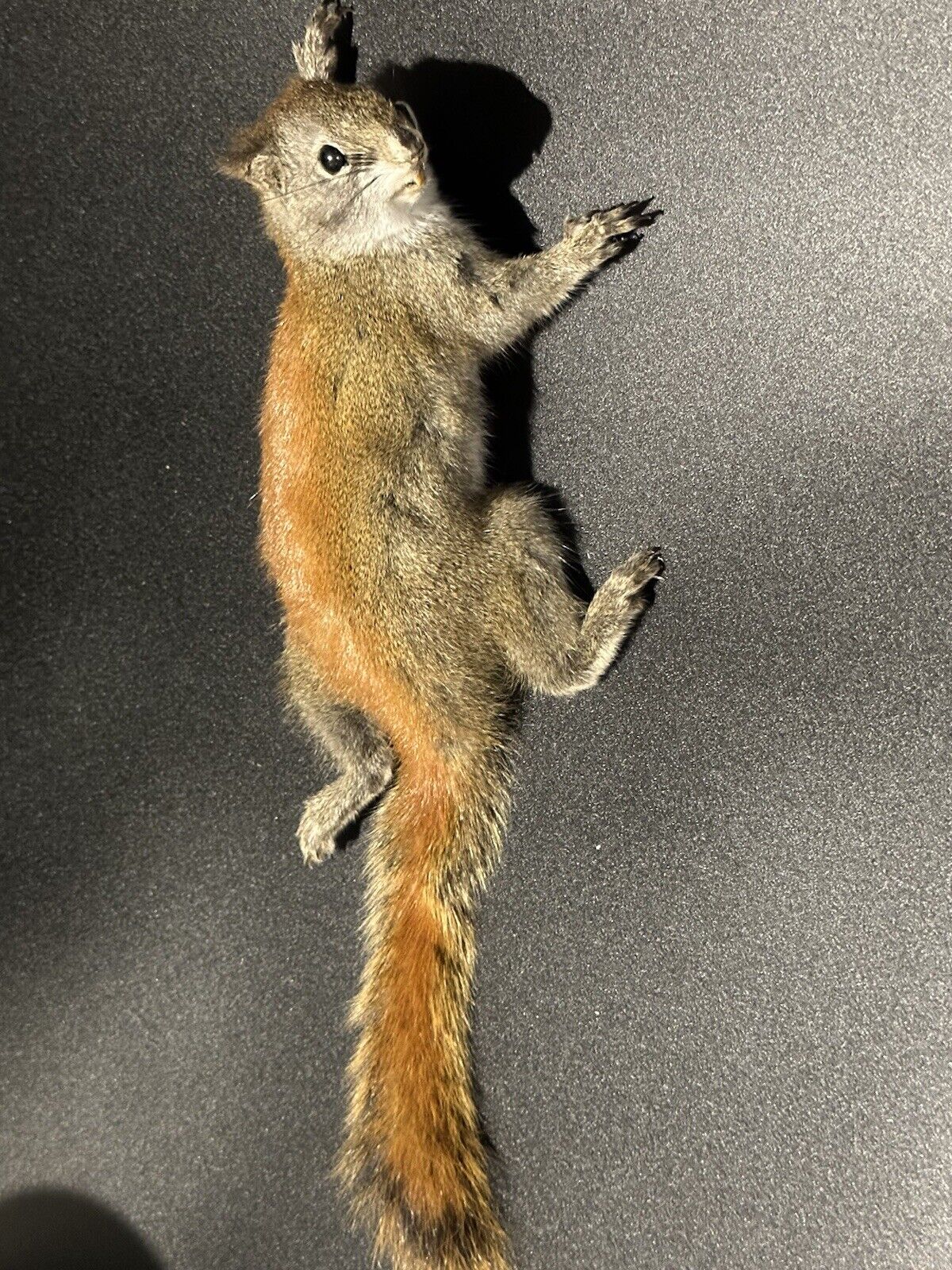 Beautiful Adorable Red Squirrel Small Animal Taxidermy Mount Art Wildlife 34S