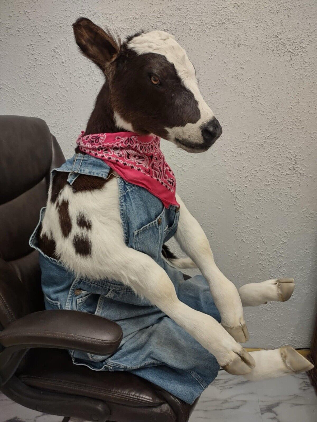 FH142-Baby Calf Taxidermy Mount