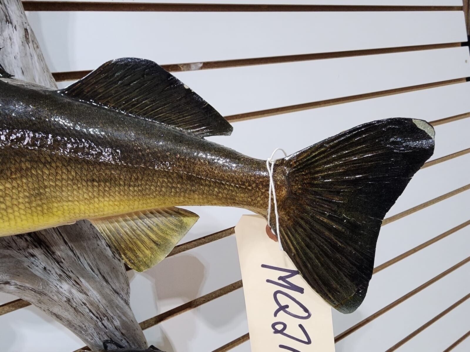 MQ21 - Beautiful Real Skin Walleye/blue Gill Taxidermy Wall Mount Art Wildlife