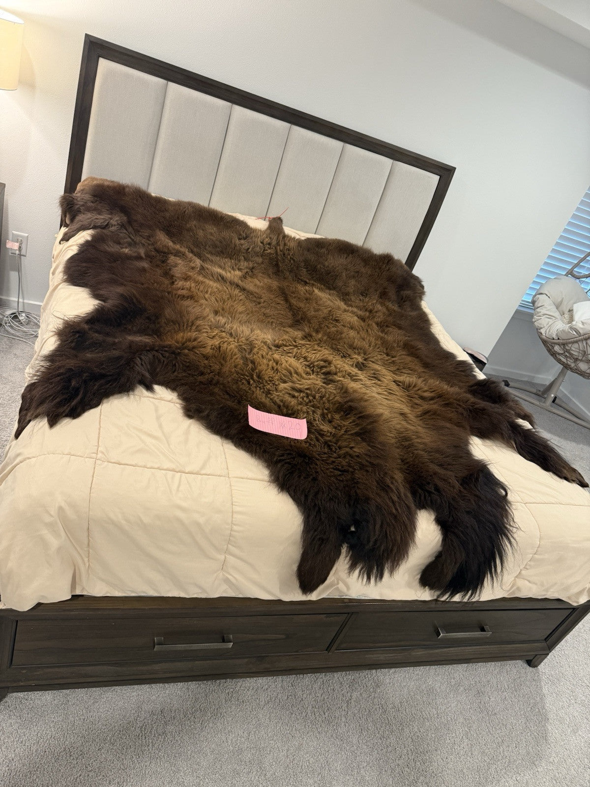 Prime Real Buffalo / Bison Fresh Taxidermy Rug Hide-buff20