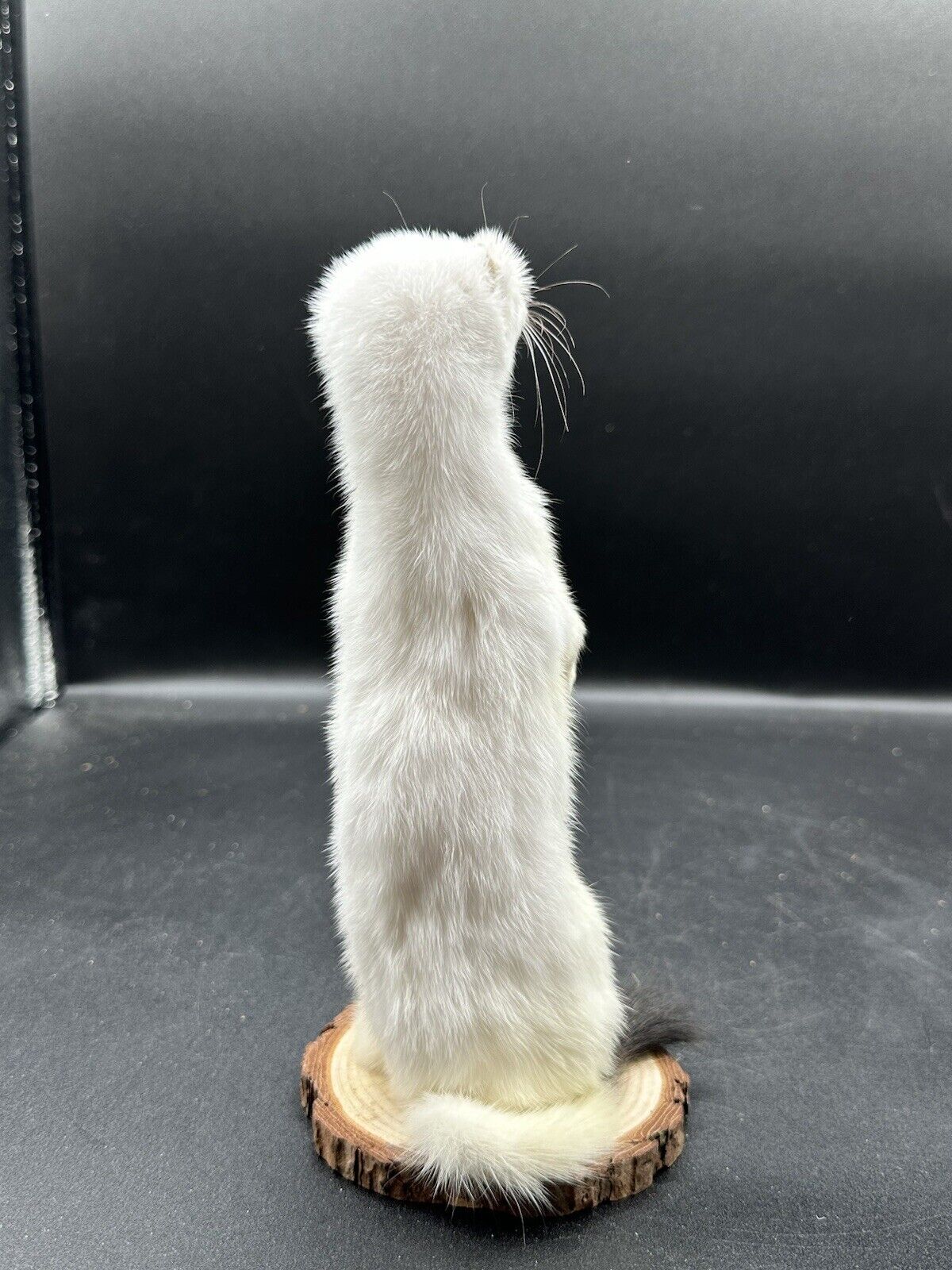 Beautiful Adorable Weasel Ermine Small Animal Taxidermy Mount Art Wildlife 25W