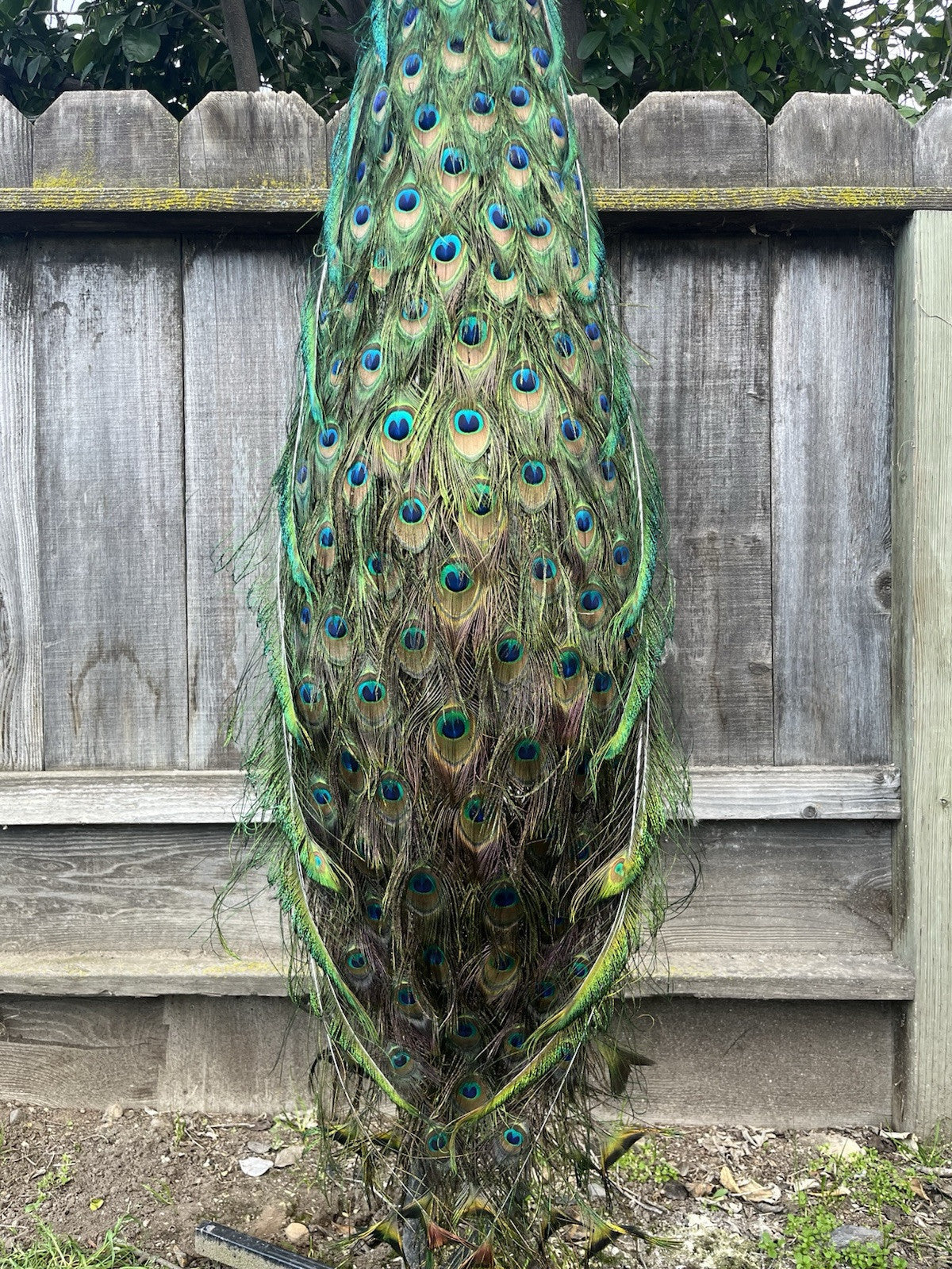 FHJOEL1-Real Java PEACOCK Taxidermy Mount museum quality Facing Left