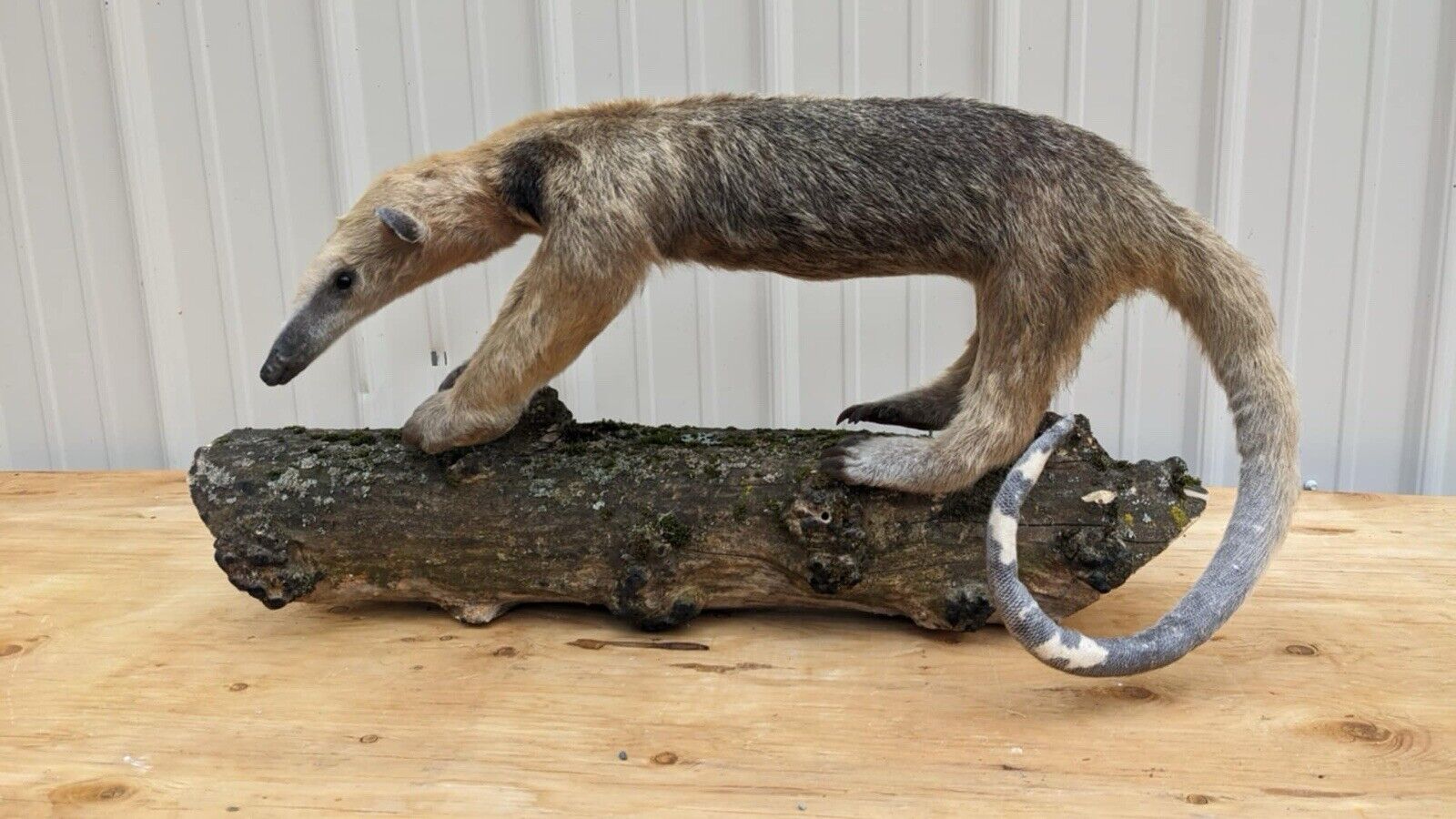 Tamandua / Ant Eater Full Body Mount Taxidermy