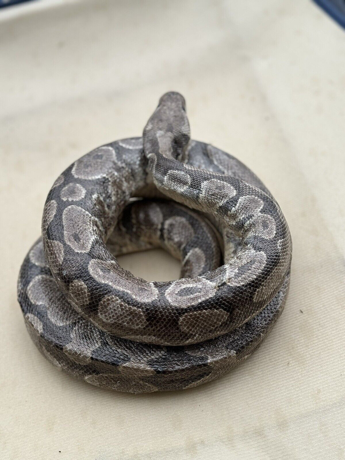 Real Massive Ball Dinker Python Taxidermy Mount