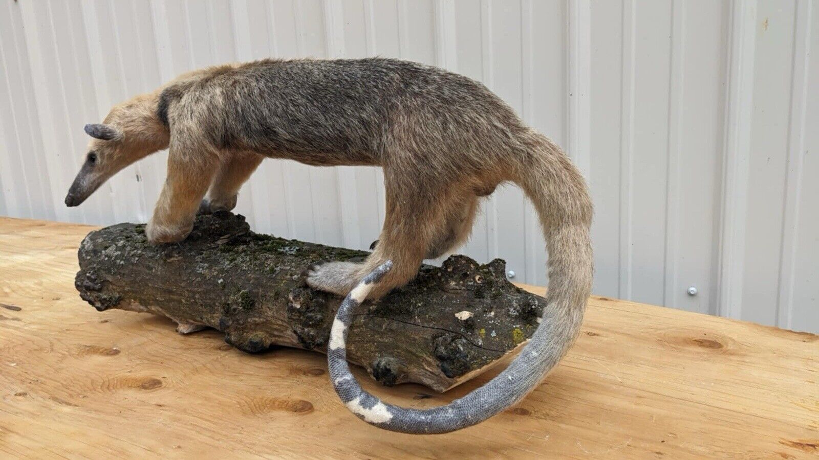 Tamandua / Ant Eater Full Body Mount Taxidermy