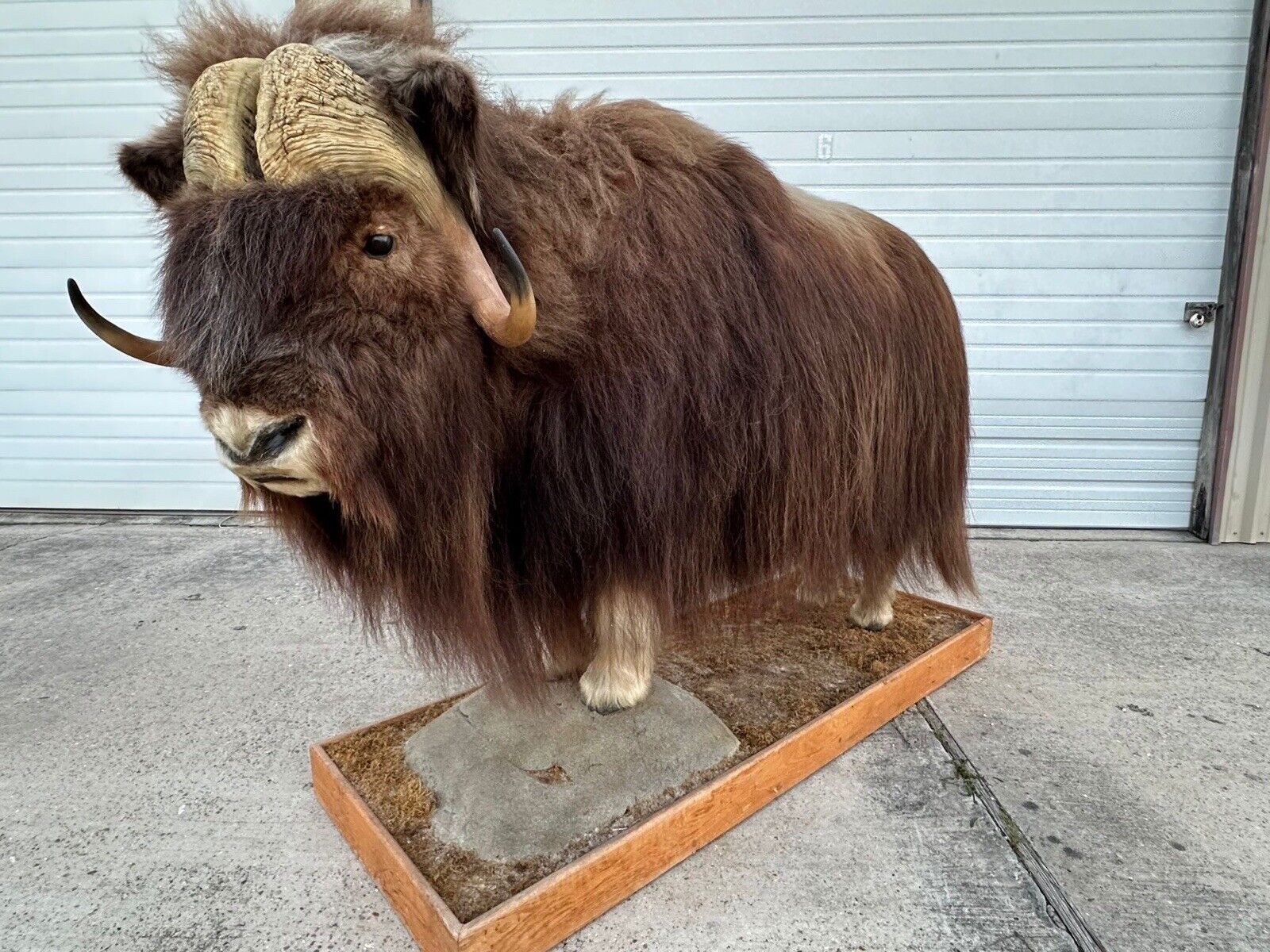 FH105-Phenomenal Massive Muskox Full Body Taxidermy Mount