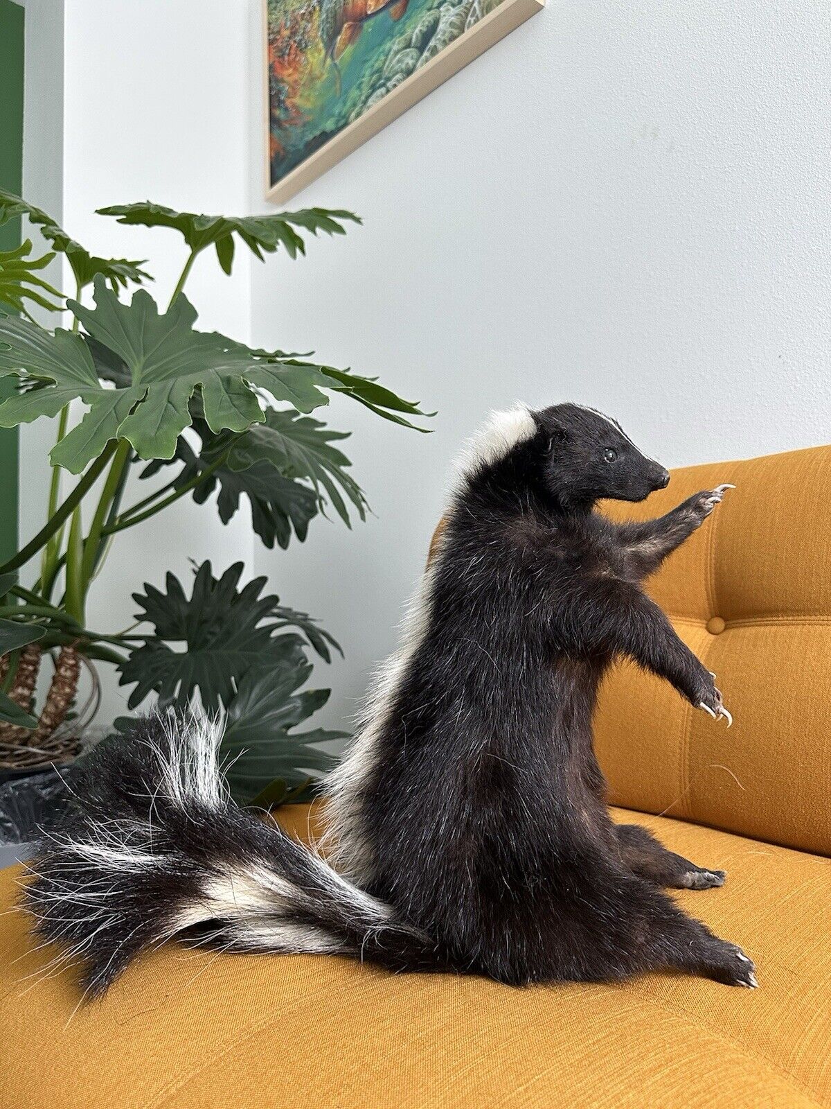 Large Prime Skunk Taxidermy Mount