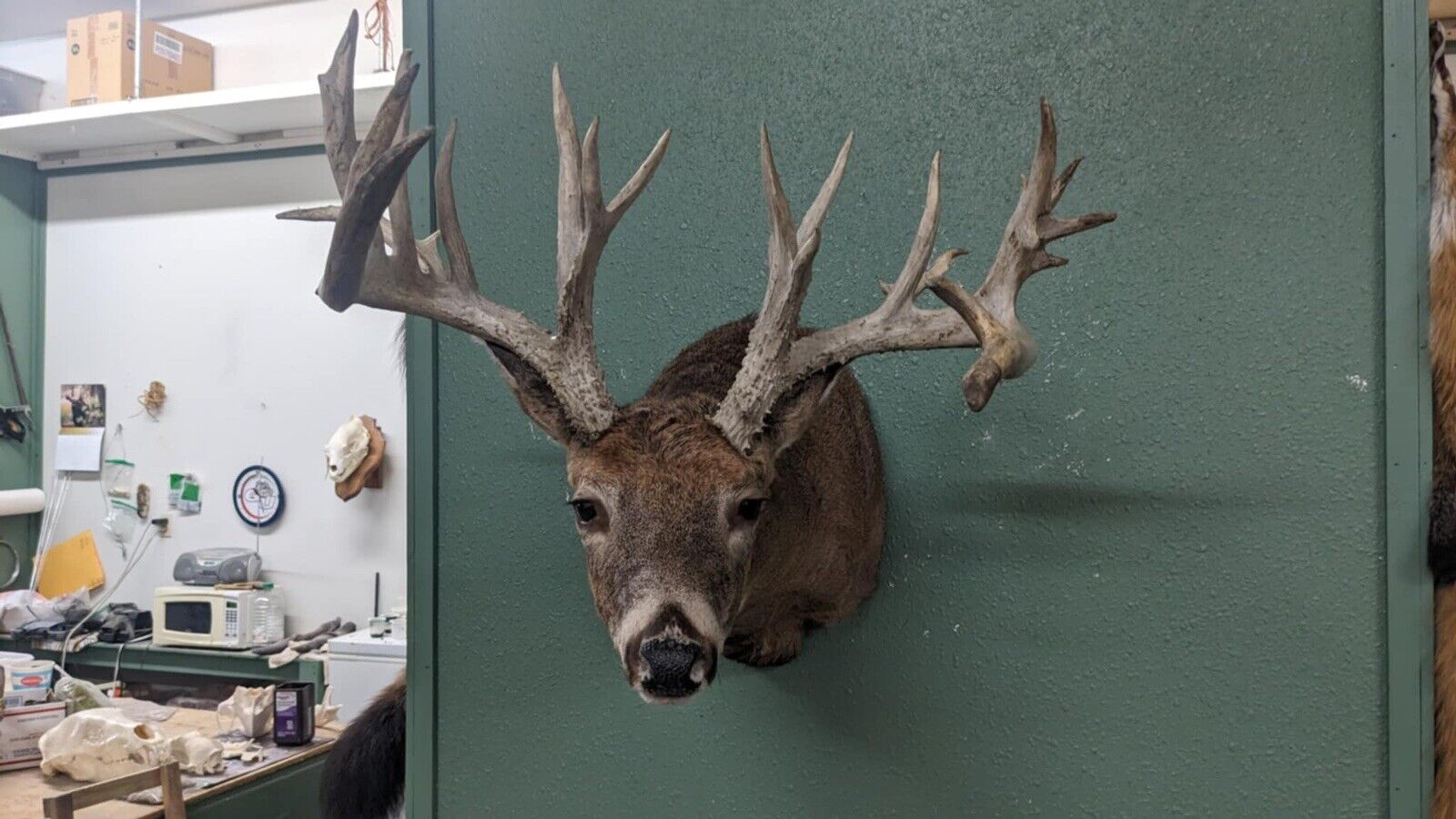 Whitetail Deer Real Antler Deer Taxidermy Mount Beautiful Antlers
