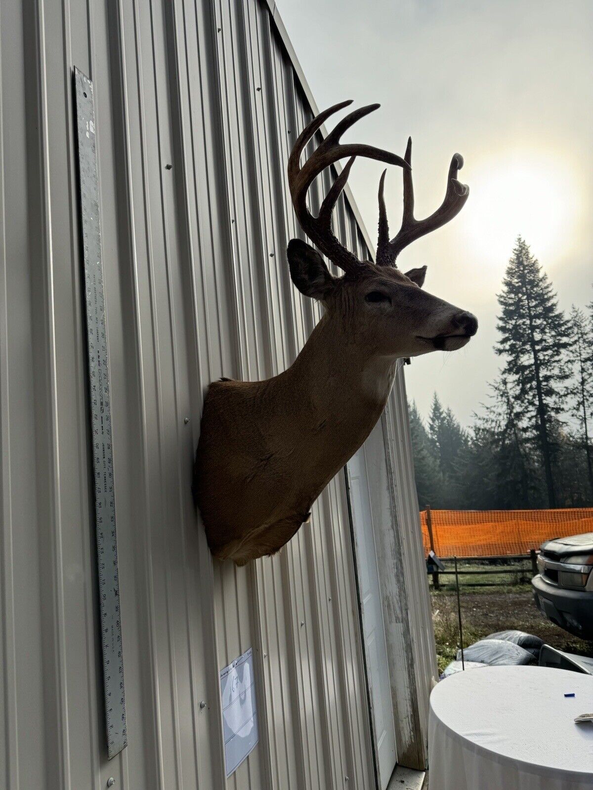 Whitetail Deer Real Antler Deer Taxidermy Mount