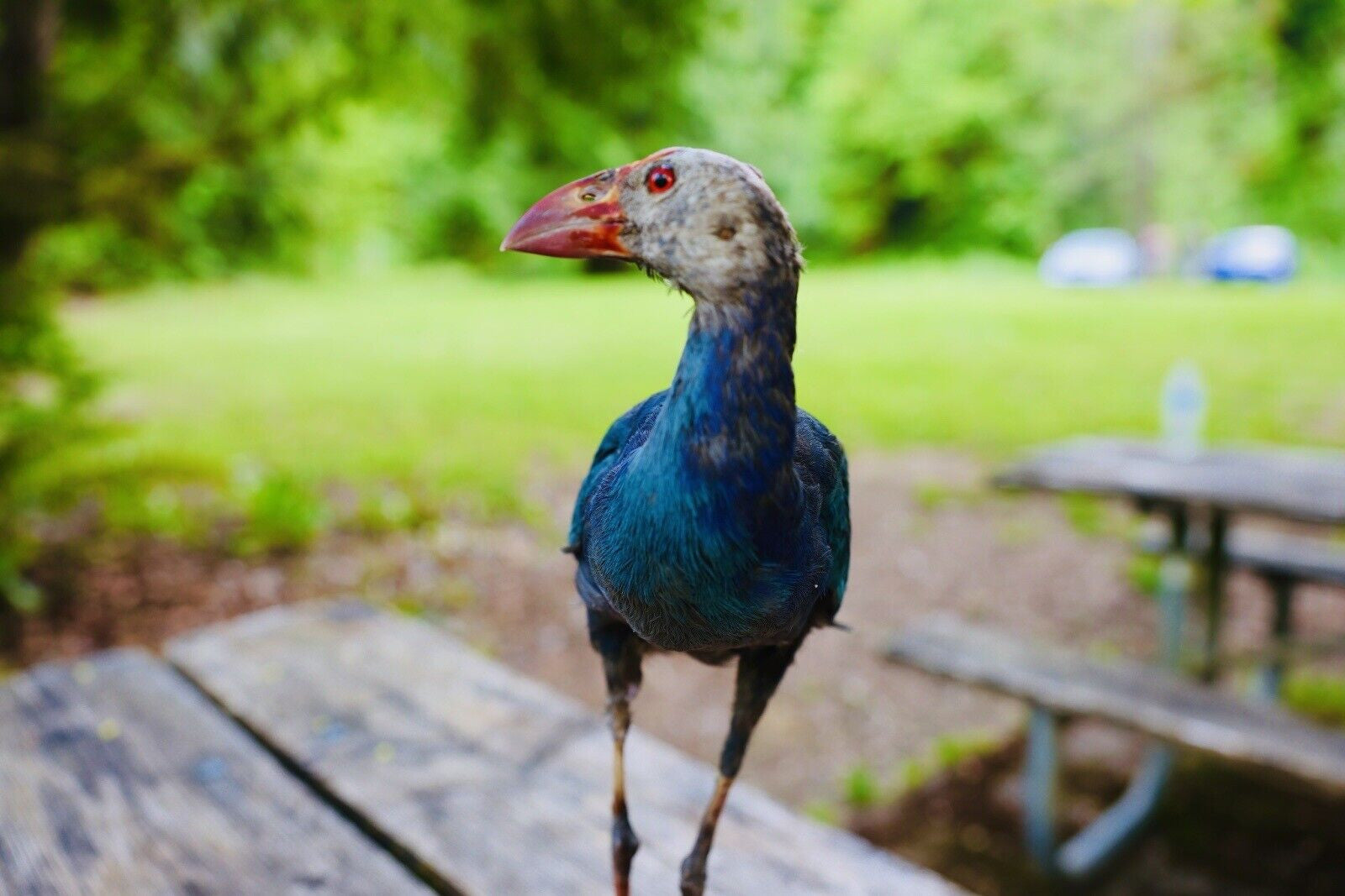 HA47 Grey Headed Swamphen (Porphyrio Poliocephalus) Bird Mount Taxidermy