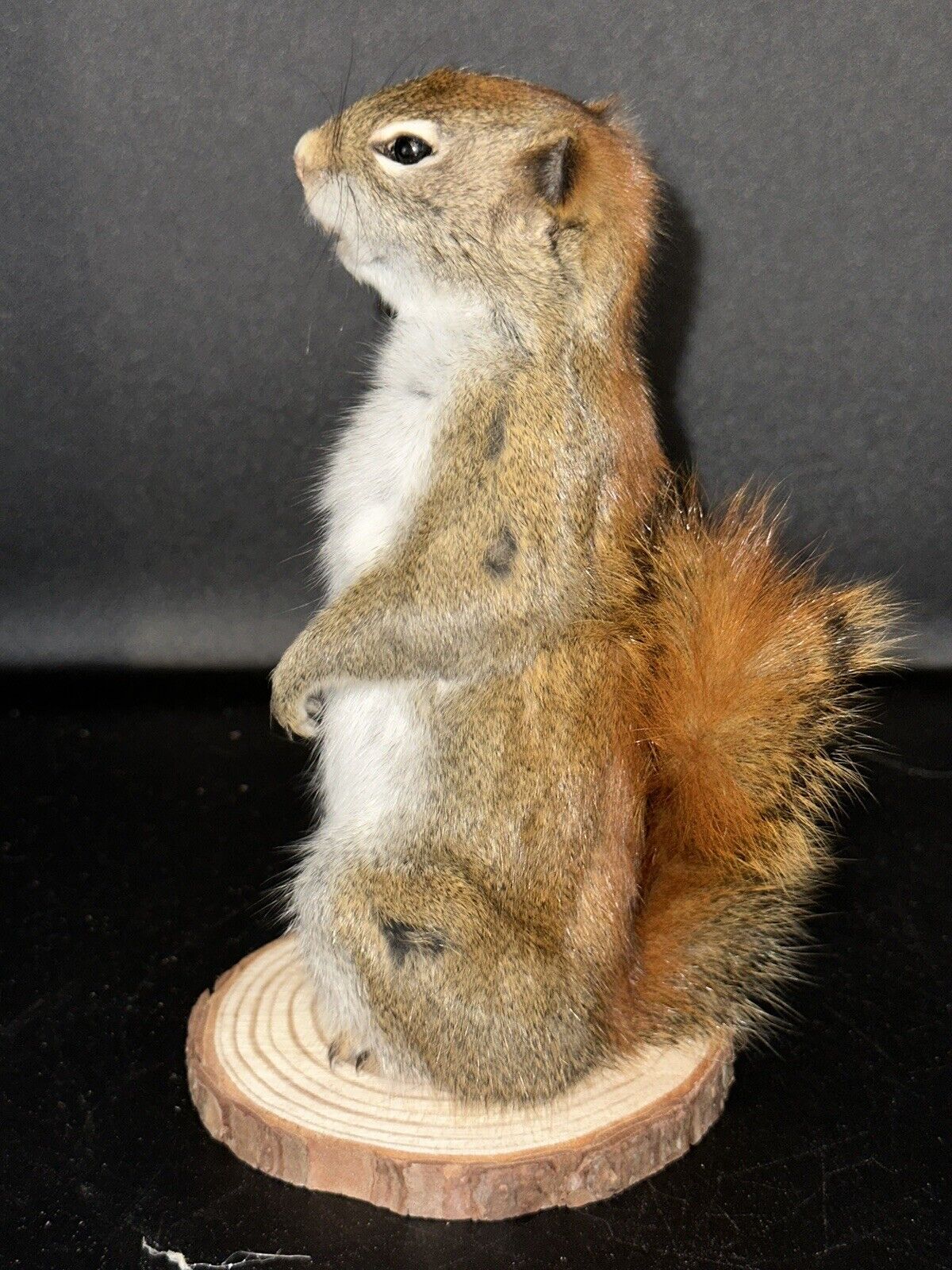 Beautiful Adorable Red Squirrel Small Animal Taxidermy Mount Art Wildlife 23S