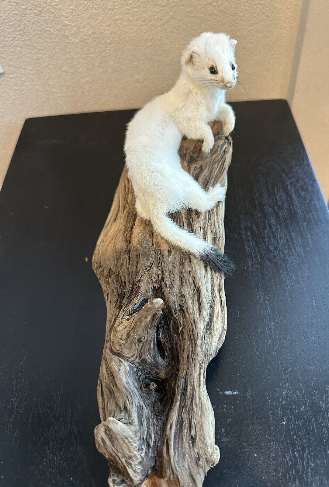 Beautiful Adorable Weasel Ermine Small Animal Taxidermy Mount Art Wildlife