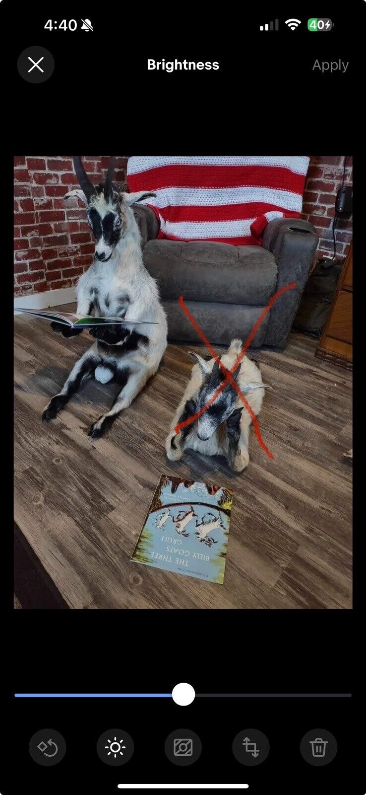 Real Beautiful Billy Goat Taxidermy Mount