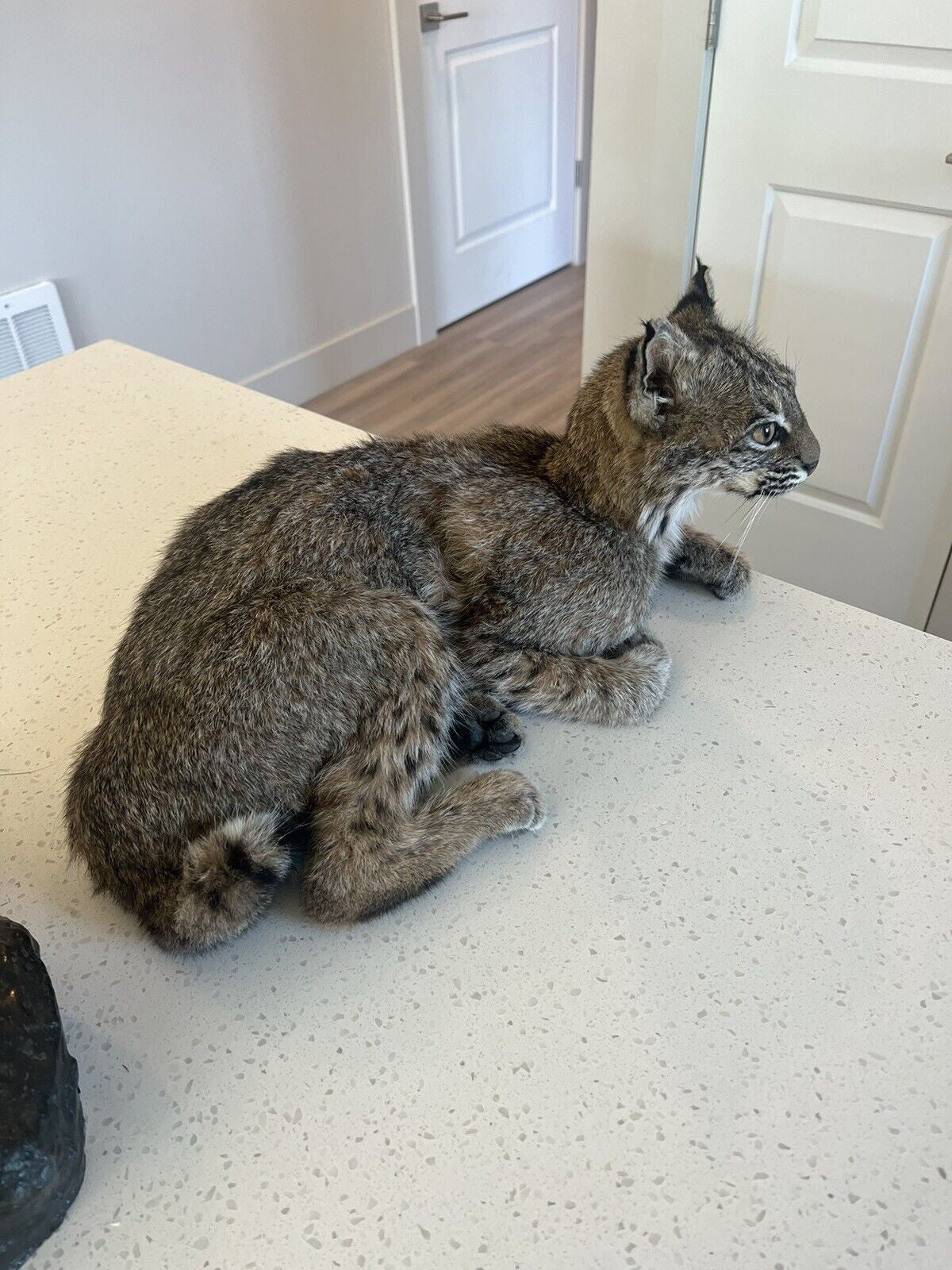 beautiful Juvenile real bobcat taxidermy mount museum quality