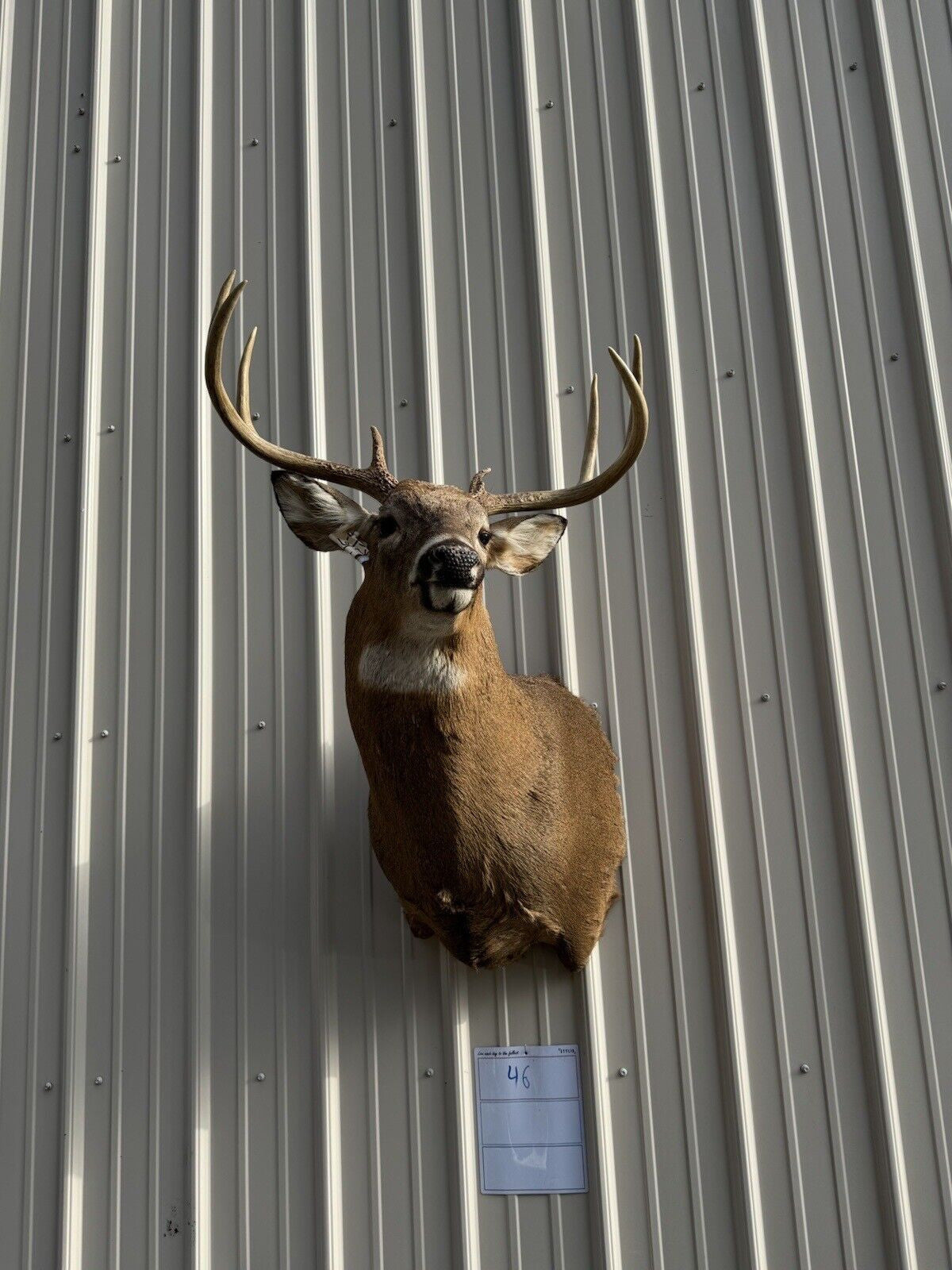 Whitetail Deer Real Antler Deer Taxidermy Mount