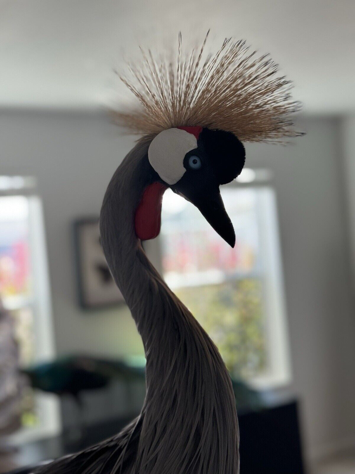 FH159-Museum Quality GREY-CROWNED CRANE TAXIDERMY BIRD MOUNT Beautiful Feathers
