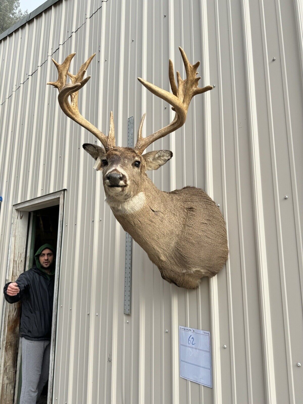 Whitetail Deer Real Antler Deer Taxidermy Mount