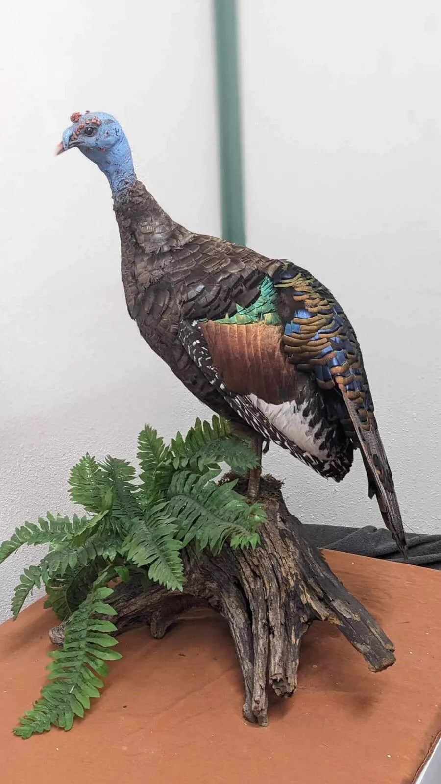 Full Mounted Taxidermy Ocellated Turkey with Custom Base