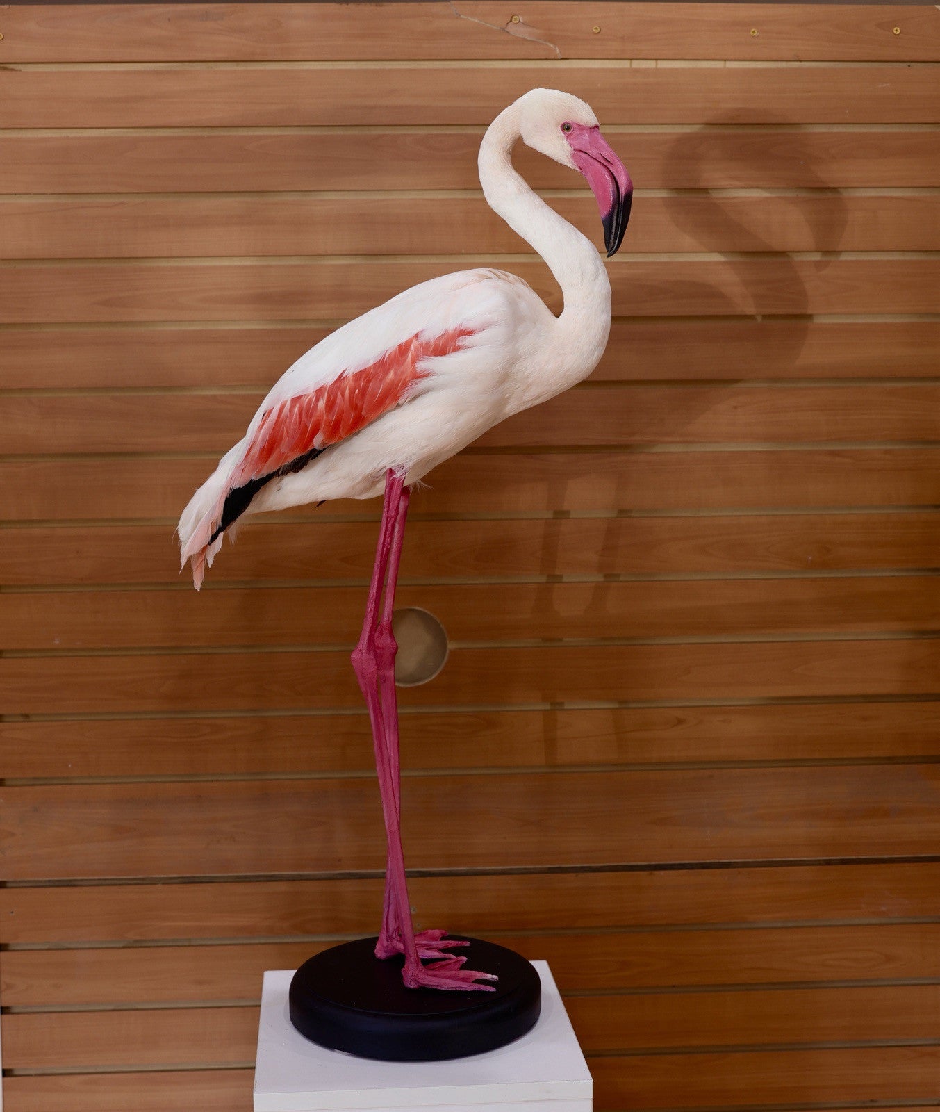 Flamingo-2 Museum quality Chilean flamingo Taxidermy mount