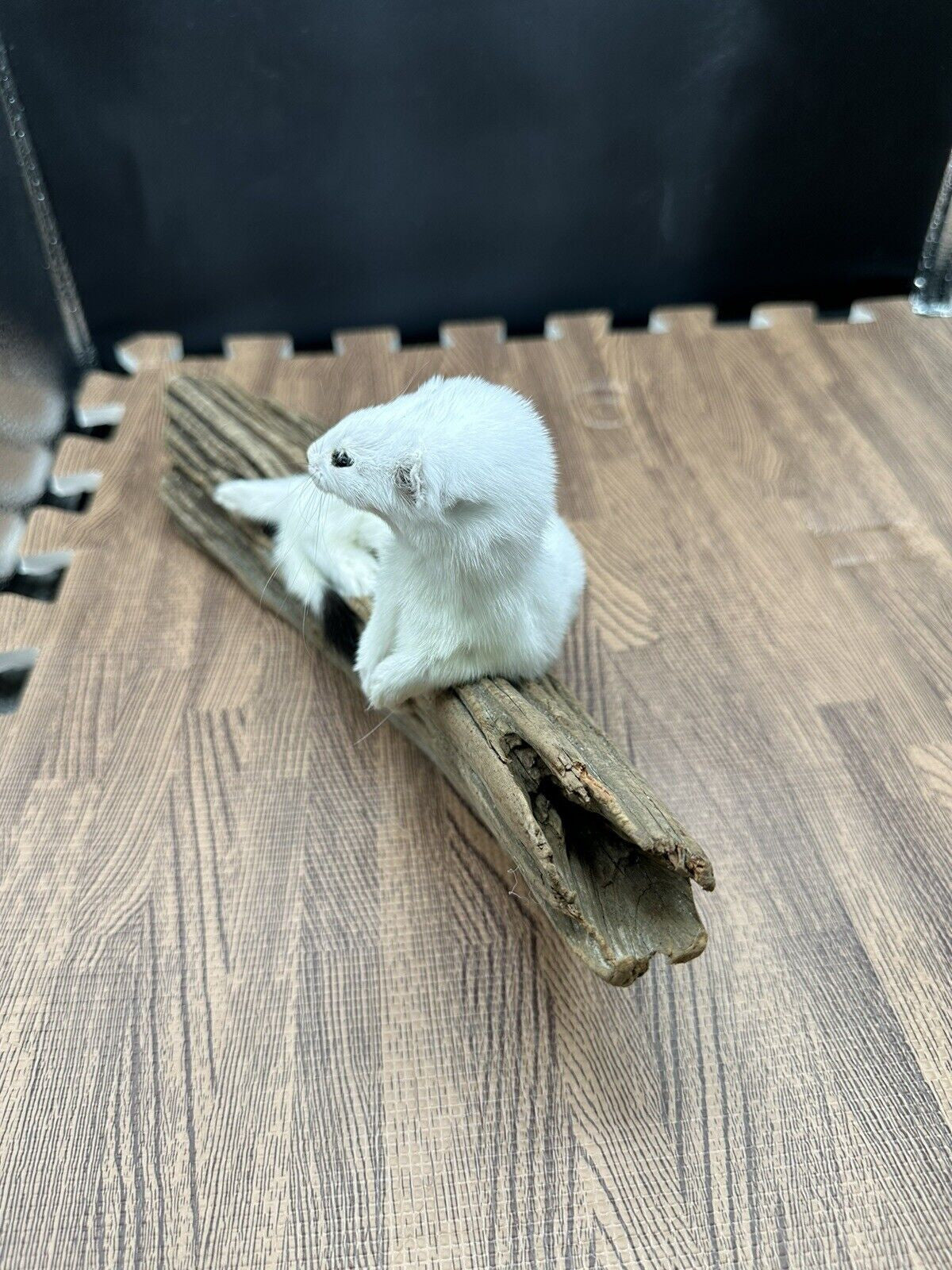 Beautiful Adorable Weasel Ermine Small Animal Taxidermy Mount Art Wildlife 41w