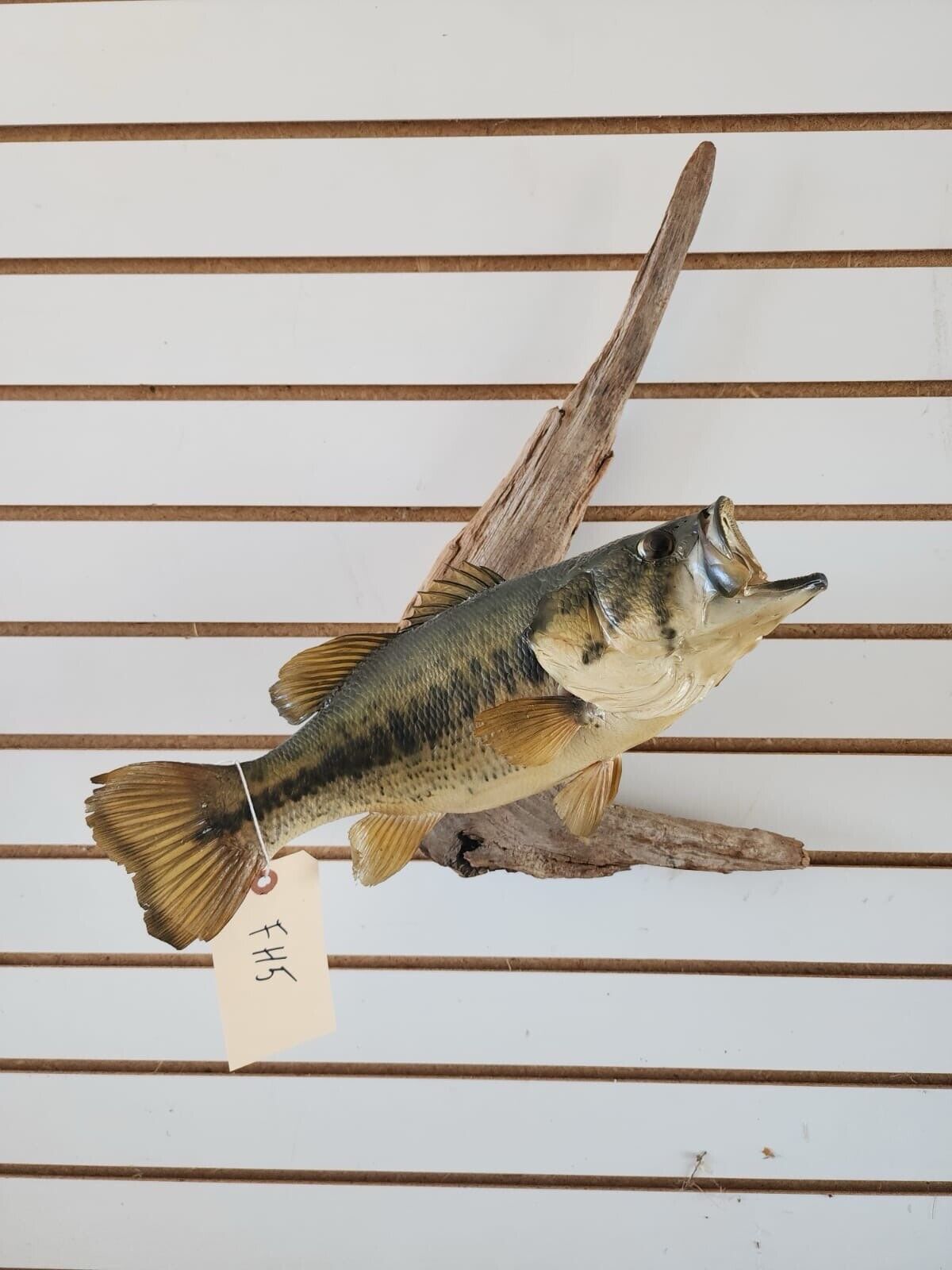 3 bass. 2 bluegill Fish Taxidermy Mount