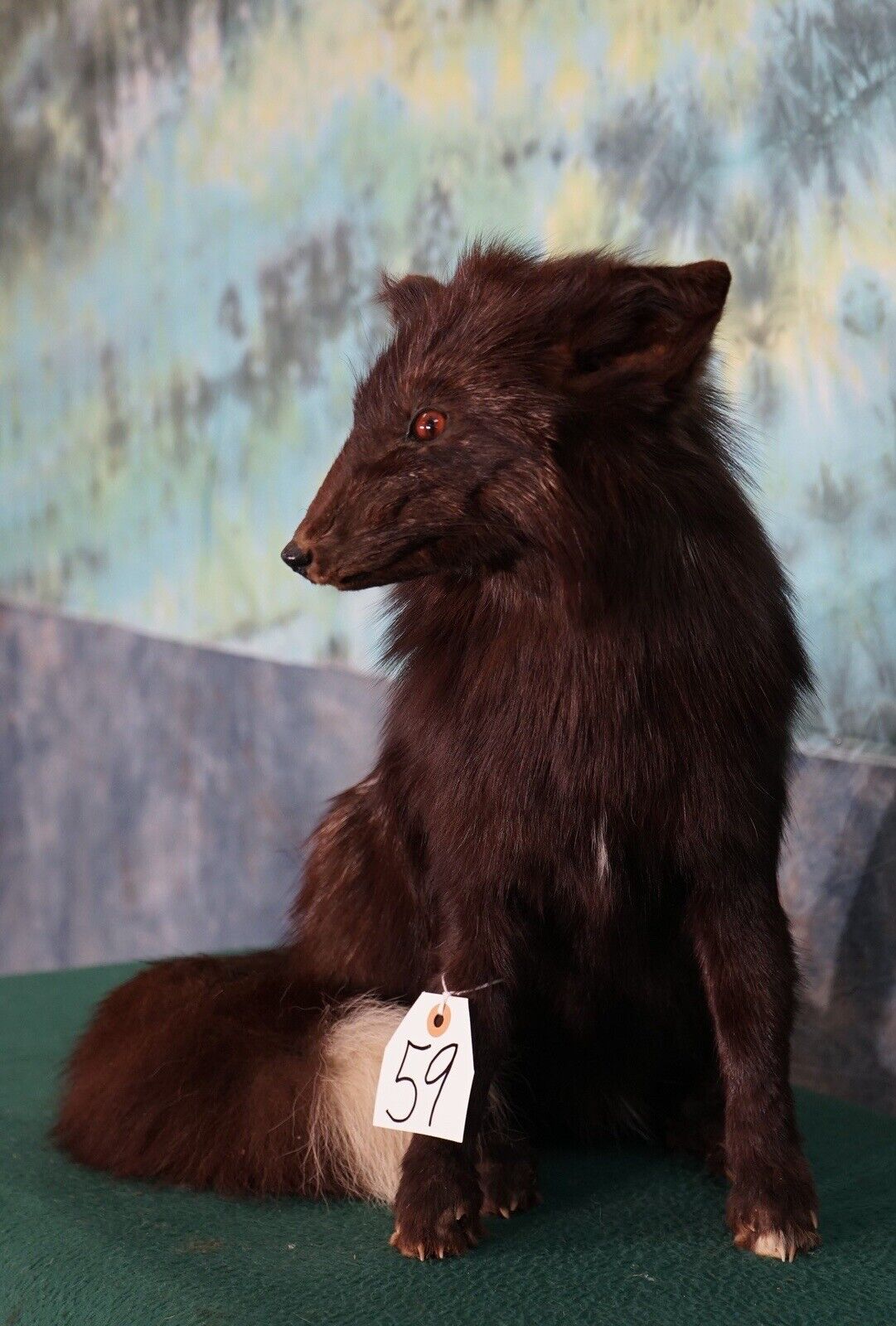 FH123-Beautiful Artic Dark Silver Fox Taxidermy Life Size Mount full body fluffy real