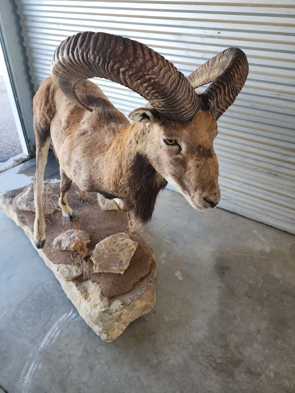 FH138-Red Sheep Full Body Taxidermy Mount Beautiful Running Pose