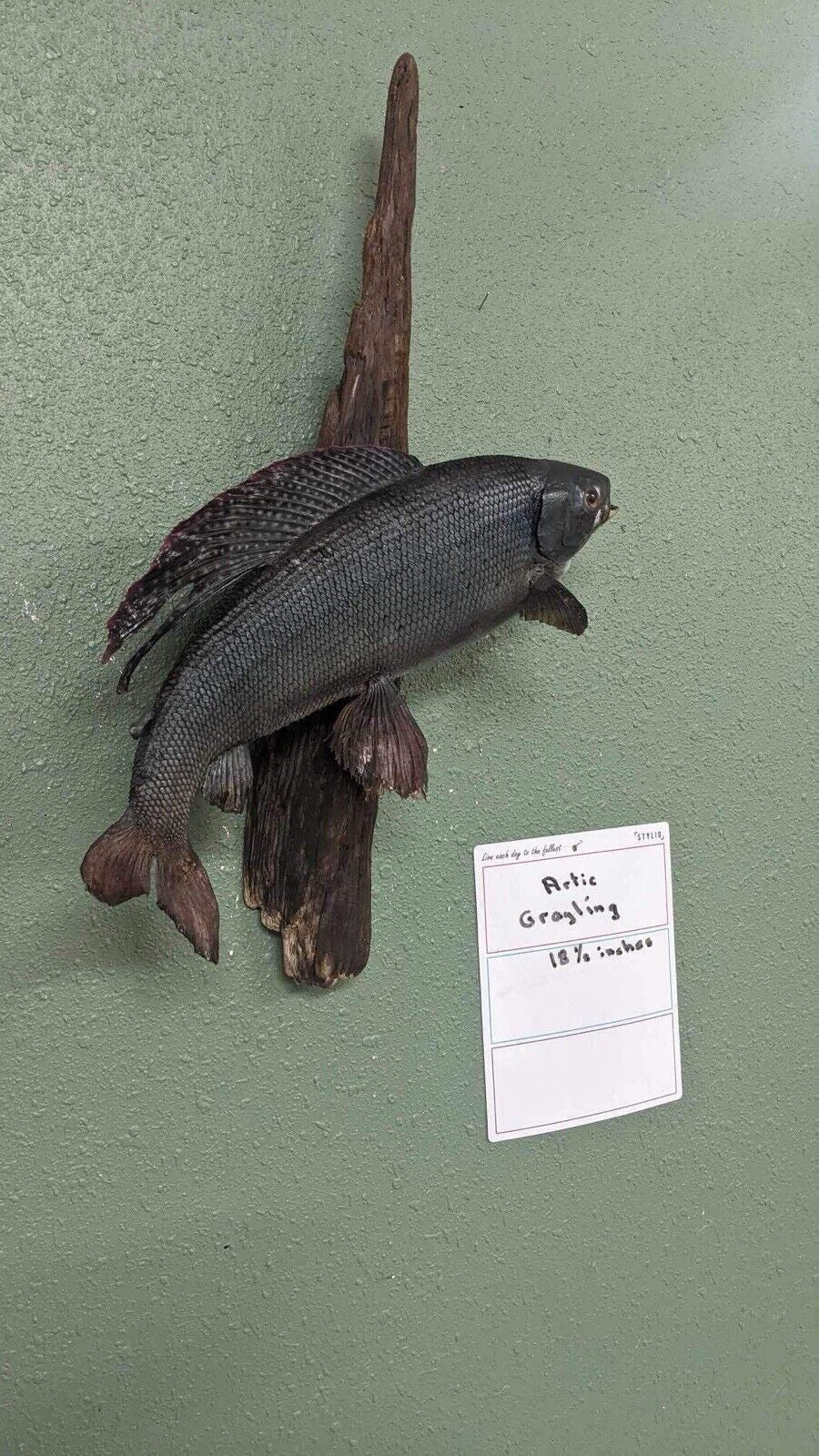 Real Skin Beautiful Artic grayling Fish Taxidermy Wall Mount