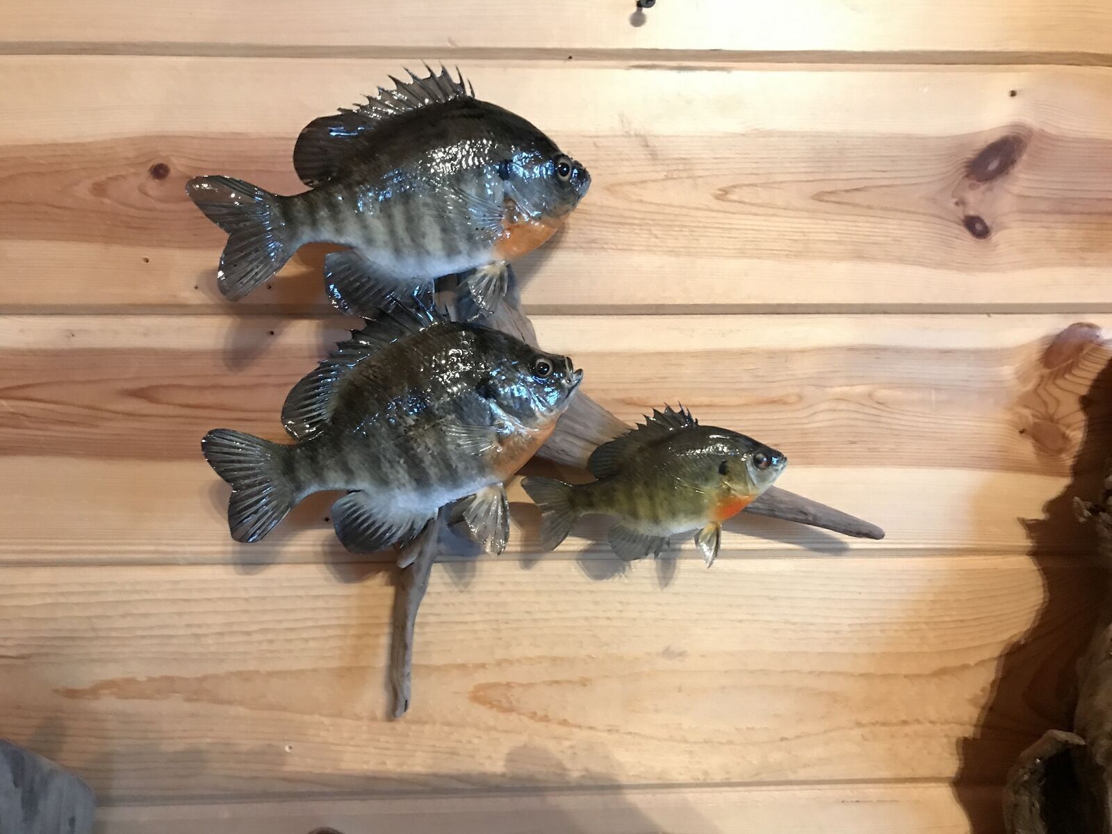Real Skin Beautiful Sunfish Bluegill Panfish Fish Taxidermy Wall Mount