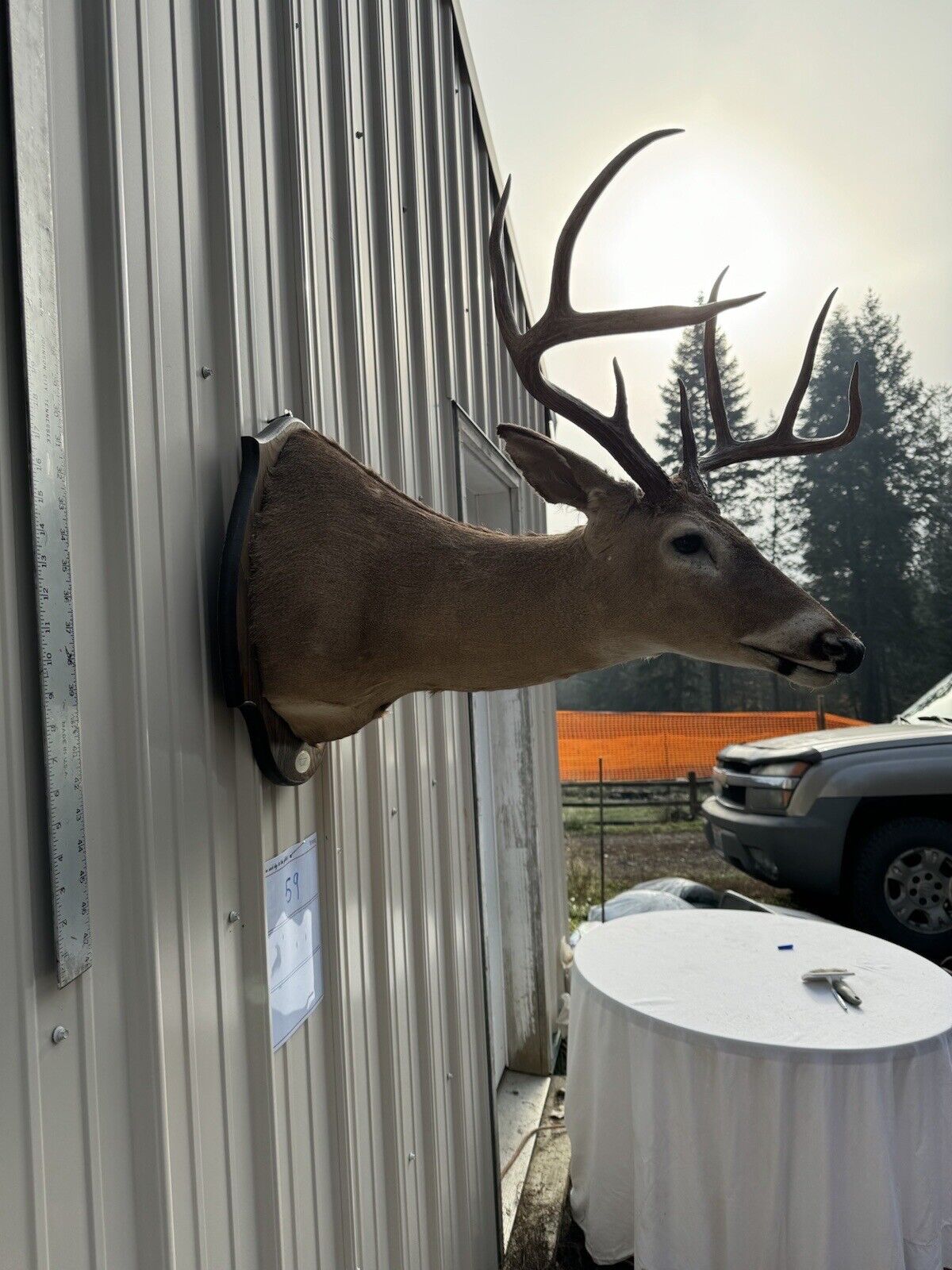 Whitetail Deer Real Antler Deer Taxidermy Mount