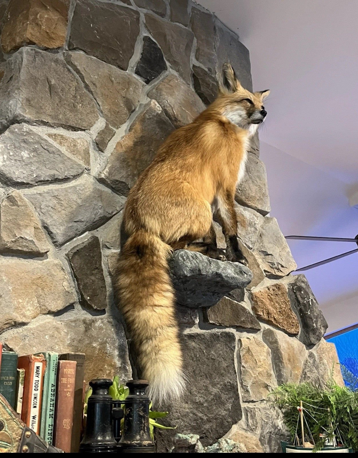 Red Fox Taxidermy Full Body Mount Cabin Camp Man Cave Home Office Den Decor NEW!
