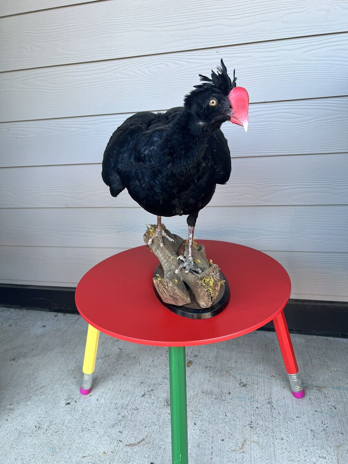 FH130-Rare razorbill curassow Taxidermy Bird Mount