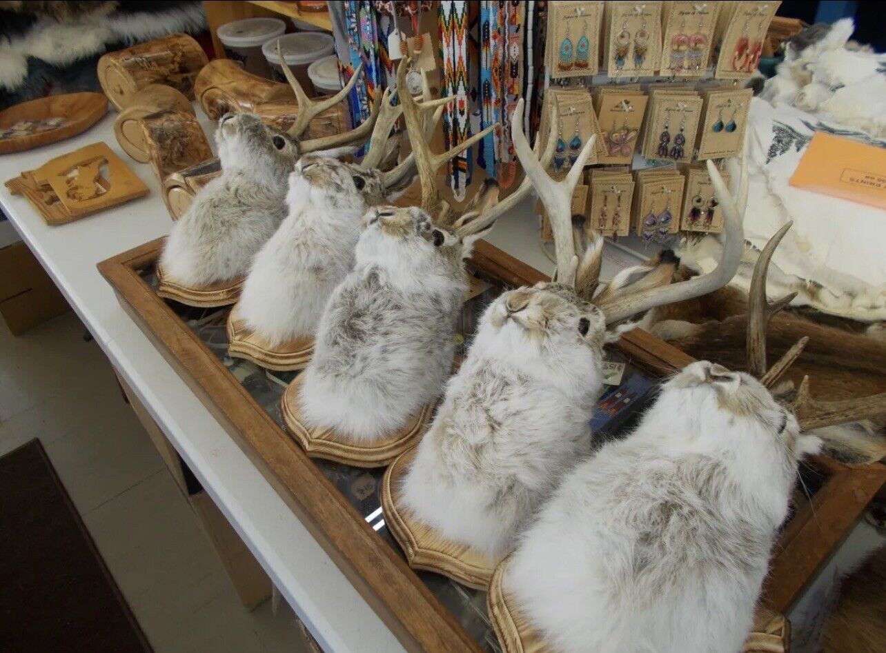 FH167-jackalope 4 point taxidermy mount real antlers (295 Each)