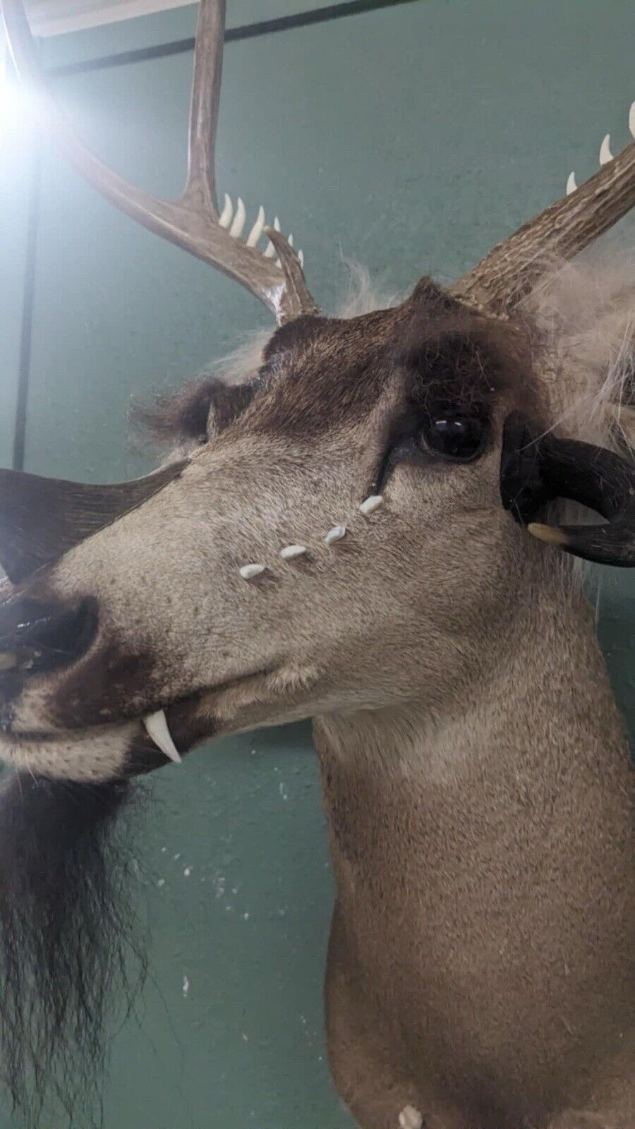 Whitetail Deer Real Antler Deer Taxidermy Mount Beautiful Antlers