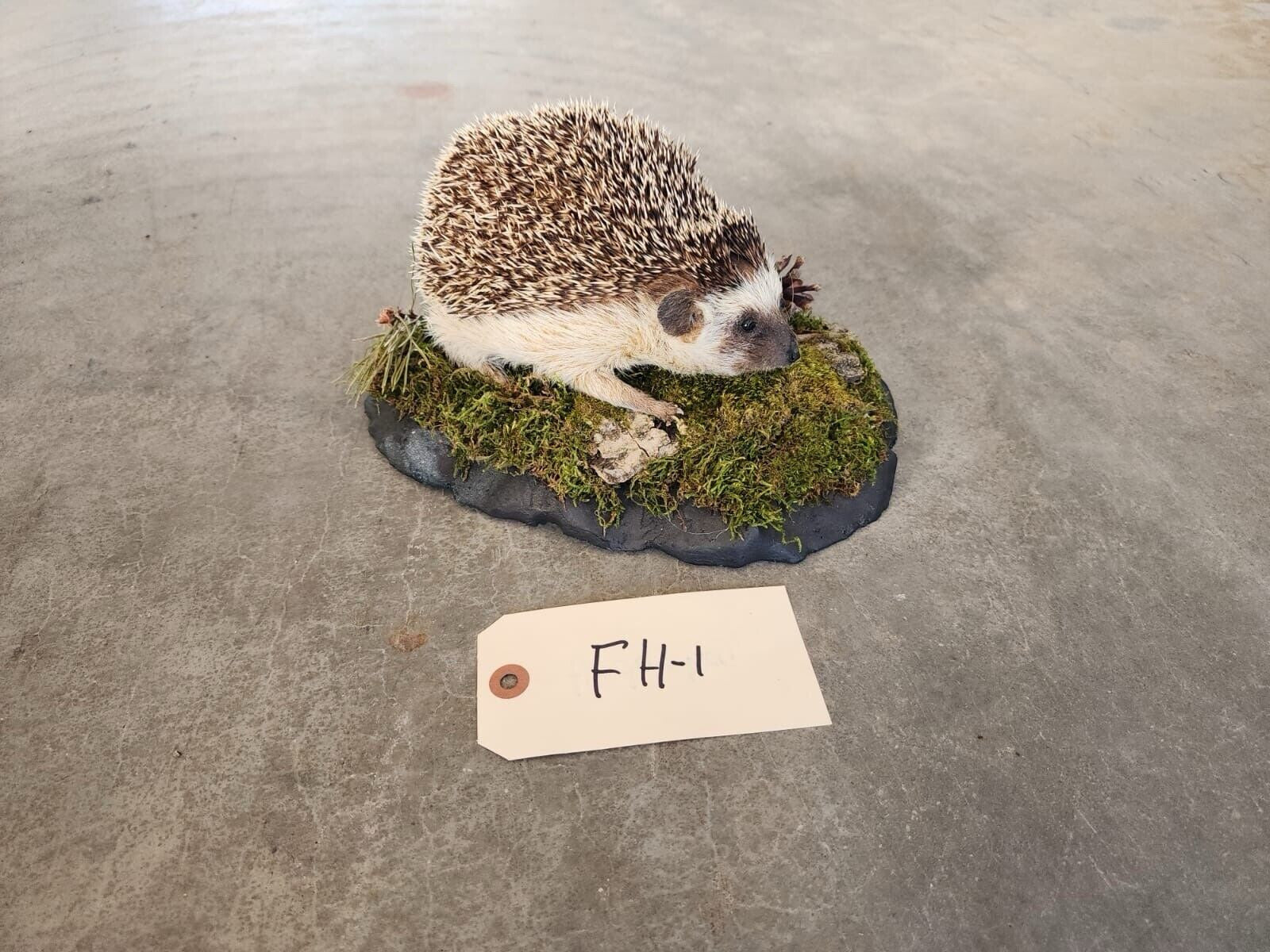 FH139-Large Hedgehog Taxidermy Mount