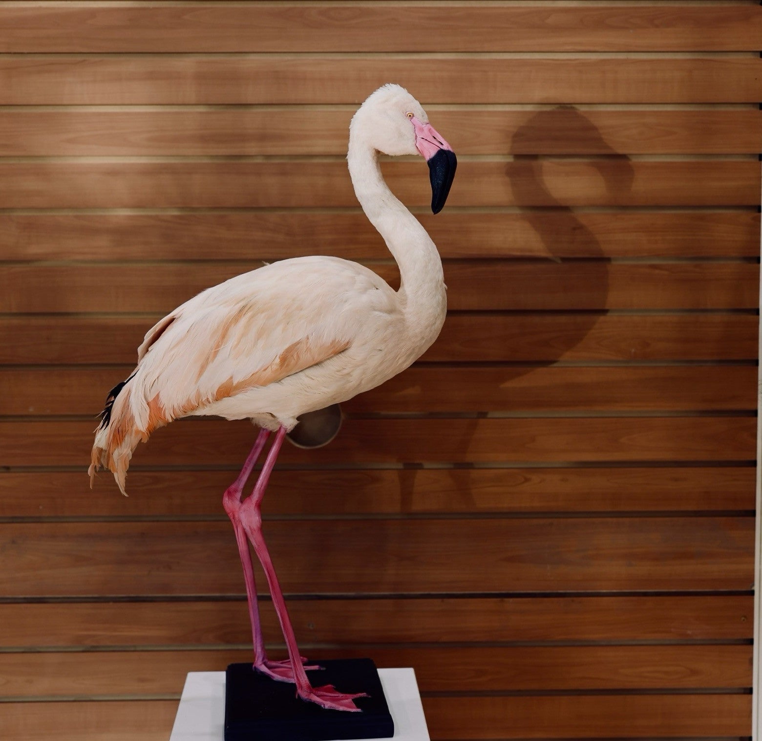 FH114-Flamingo Museum quality Chilean flamingo Taxidermy mount