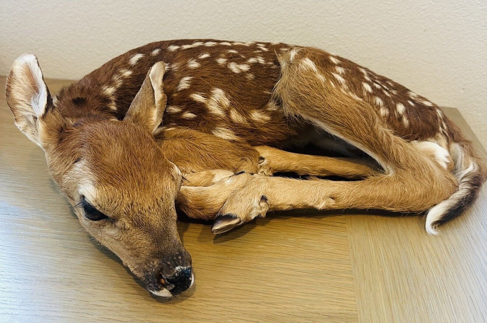 Museum Quality Real Deer Fawn Taxidermy Mount