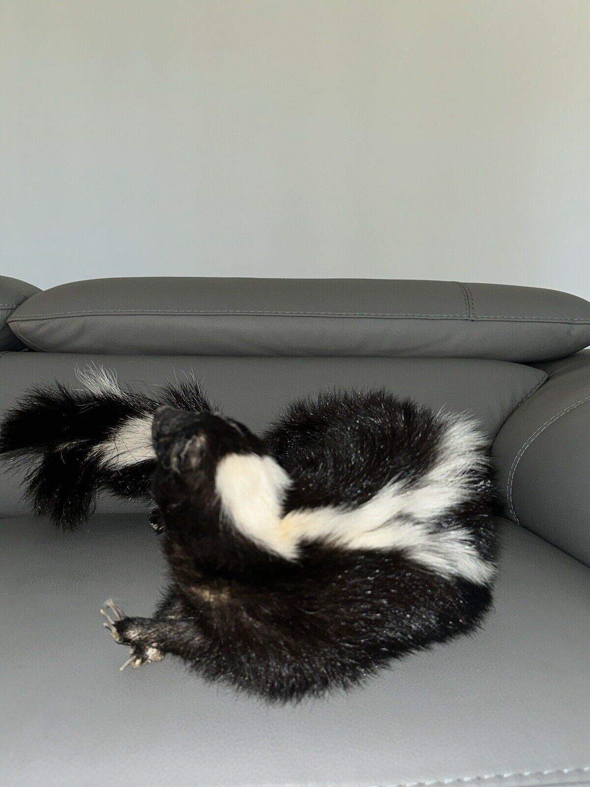 Large Prime Skunk Taxidermy Mount