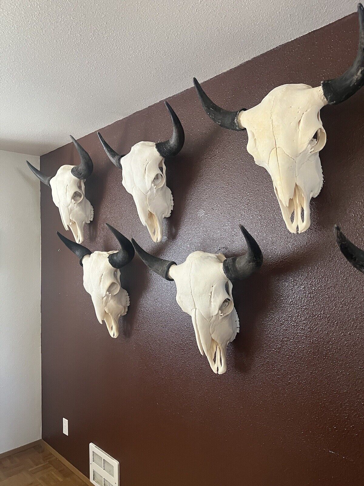 TAXIDERMY Large Bison Buffalo Skulls Real Horns Taxidermy Mount