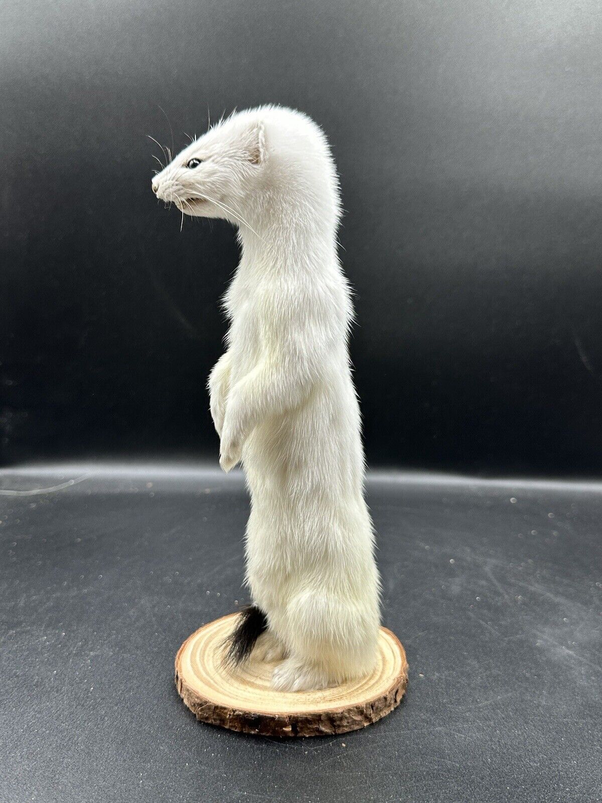 Beautiful Adorable Weasel Ermine Small Animal Taxidermy Mount Art Wildlife 23W