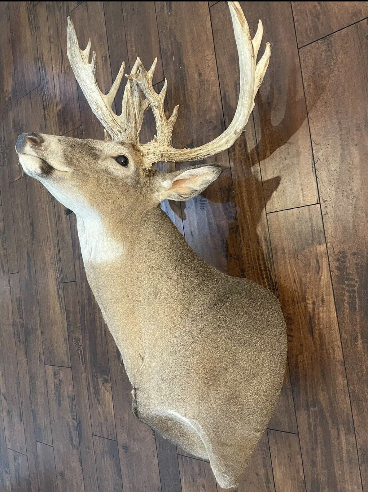 Monster Whitetail Deer Head Mount Taxidermy Antler Log Cabin Decor Hunt Horn