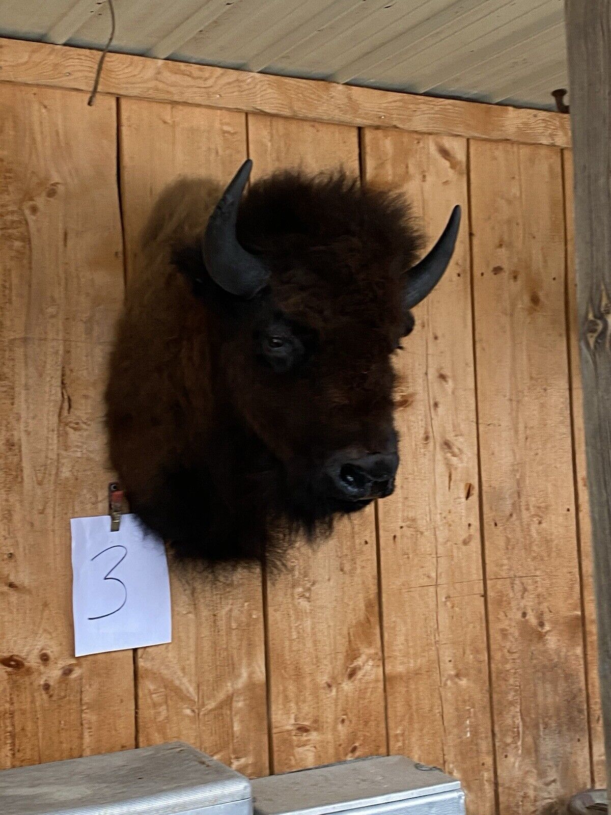 Real Bull Buffalo / Bison Shoulder Taxidermy Mount (you Get Exact One Pictured)