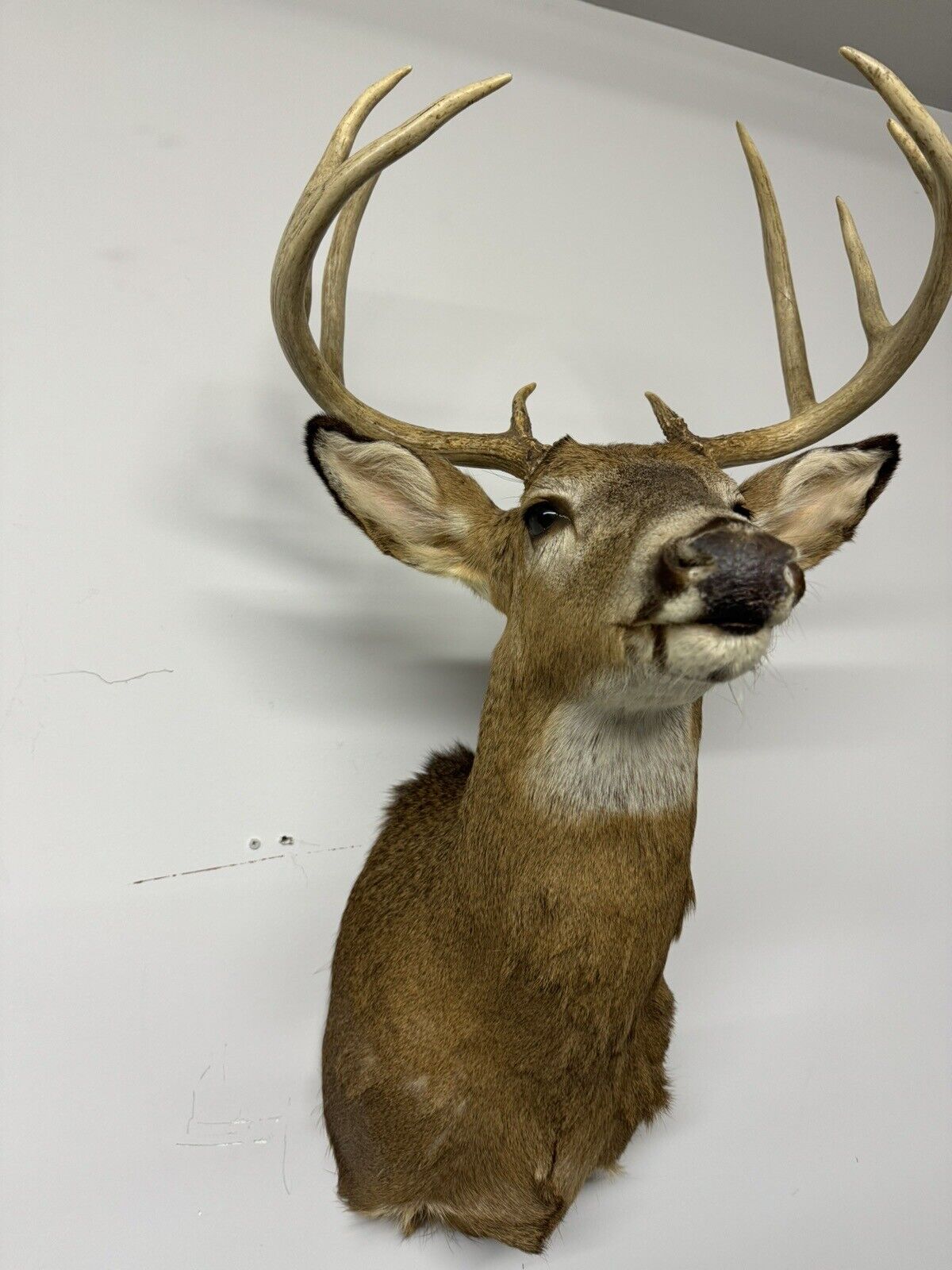 Whitetail Deer Real Antler Deer Taxidermy Mount