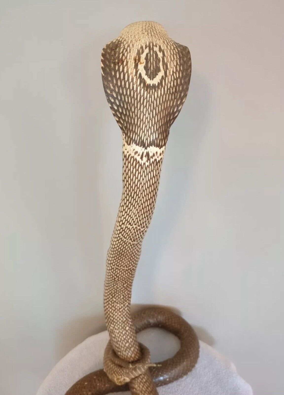 Taxidermy Cobra Been In My Collection For 40+ Years 22 Inches Tall Cool Piece