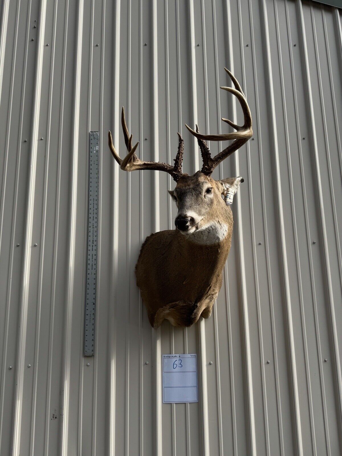 Whitetail Deer Real Antler Deer Taxidermy Mount