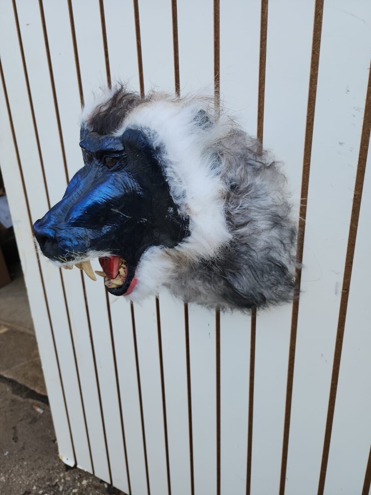 FH149-Reproduction Drill Baboon Shoulder Mount Taxidermy- FH38