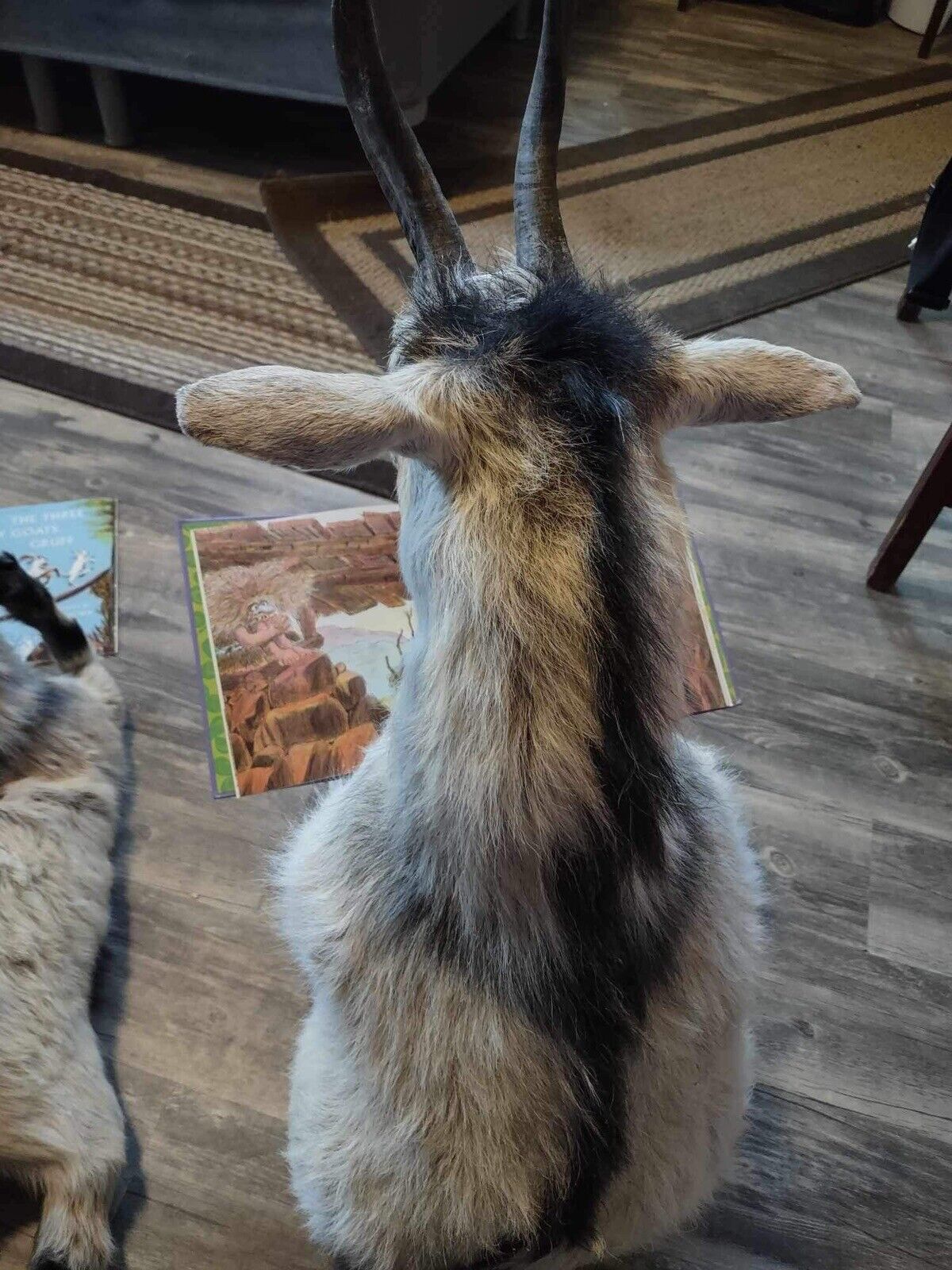 Real Beautiful Billy Goat Taxidermy Mount