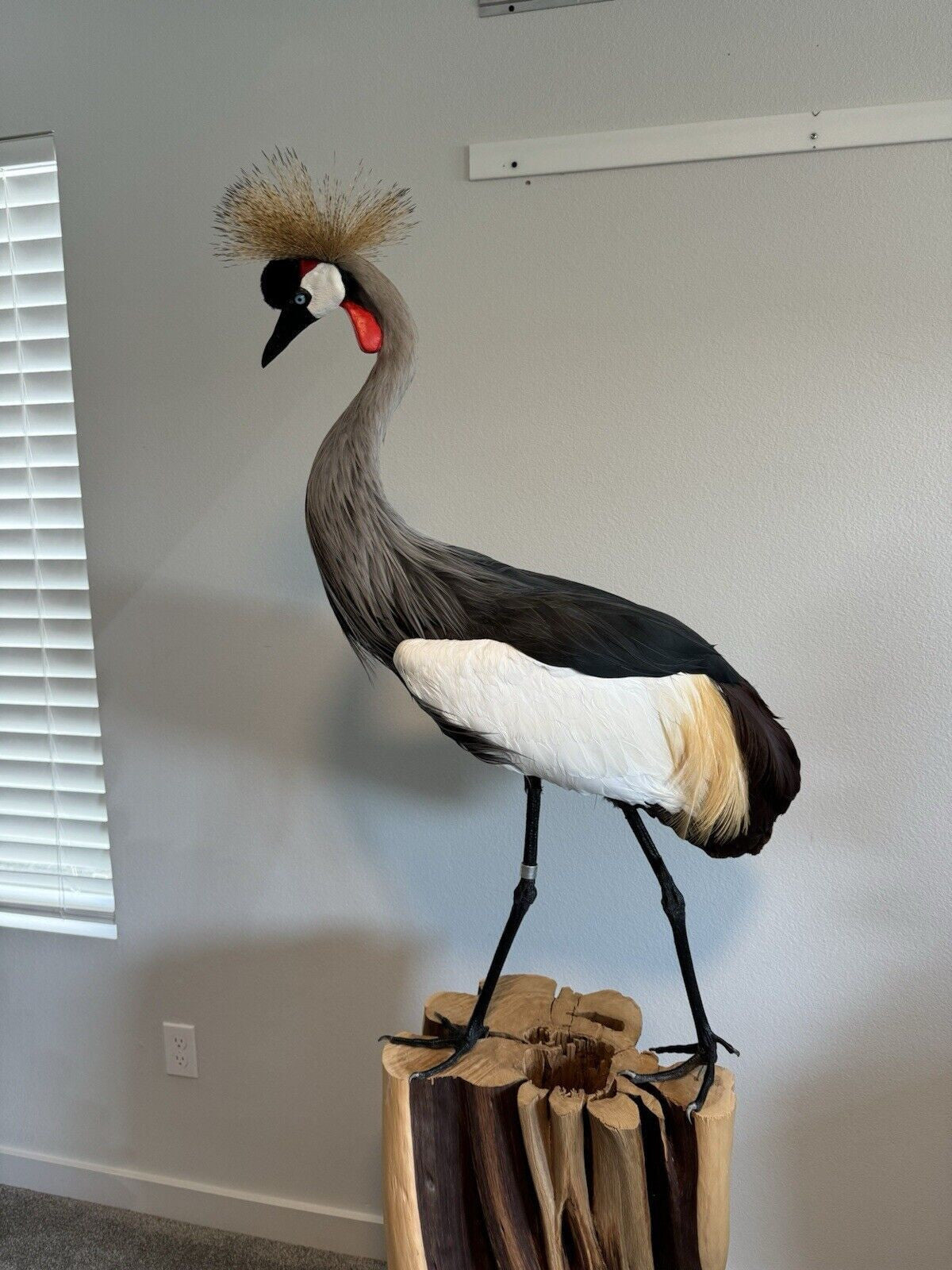 FH159-Museum Quality GREY-CROWNED CRANE TAXIDERMY BIRD MOUNT Beautiful Feathers
