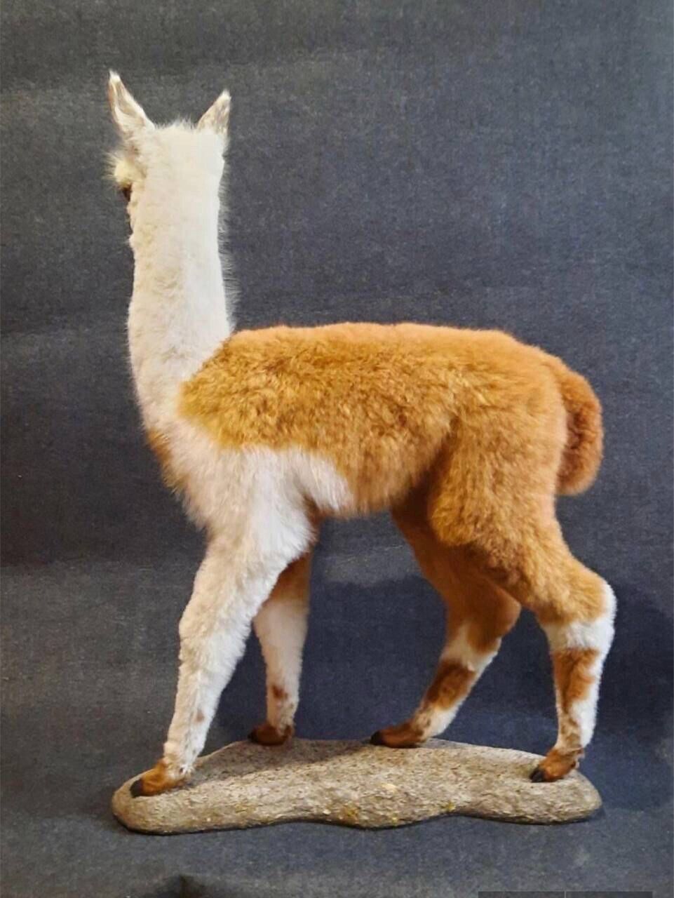 FH154-Museum Quality Baby Llama Taxidermy Full Body Mount Lifesize