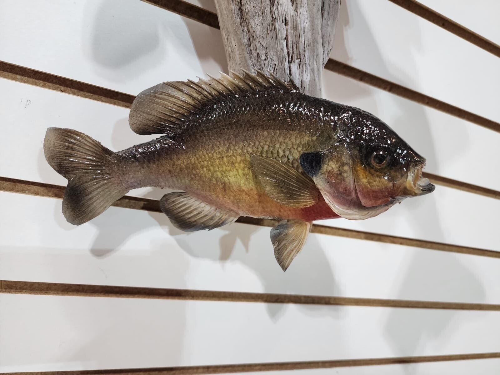 MQ21 - Beautiful Real Skin Walleye/blue Gill Taxidermy Wall Mount Art Wildlife